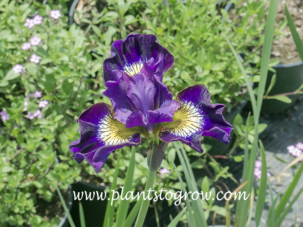 Siberian Iris Contrast in Styles
28 inches
midseason